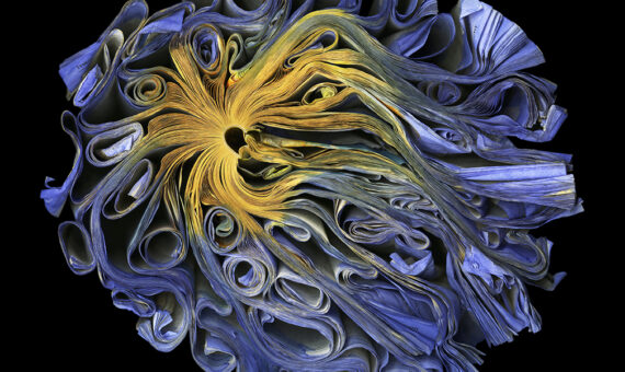 Focus on Photography: Selections from the Permanent Collection